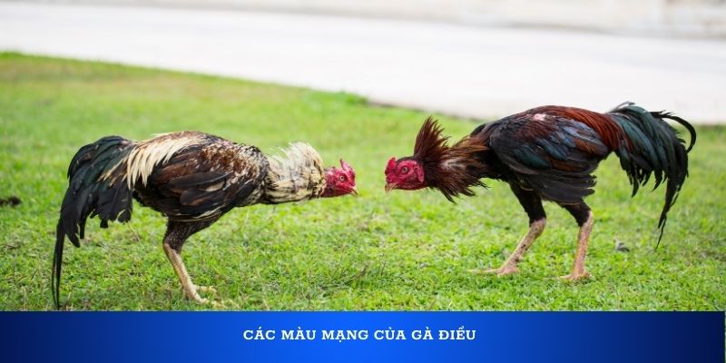 Các màu mạng của gà Điều