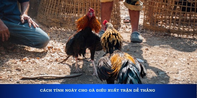 Cách tính ngày cho gà Điều xuất trận dễ thắng