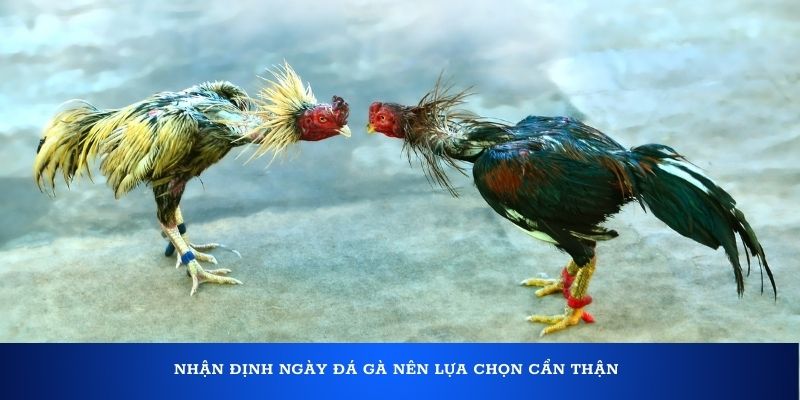 Nhận định ngày đá gà nên lựa chọn cẩn thận