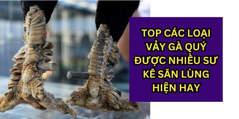 Top 10 vảy gà quý hiếm 