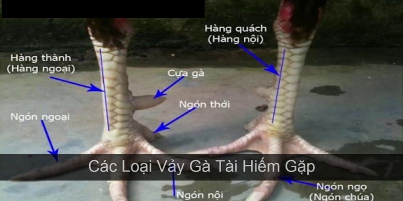 Vảy quý hiếm luôn được bán với giá trên trời