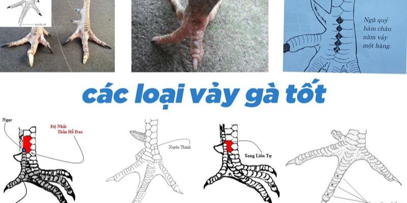 Vảy gà quý là gì?