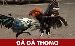 Cách Đá Gà Thomo